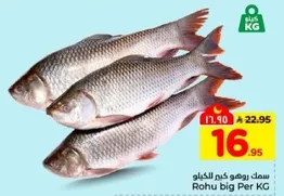 سمك روهو كبير للكيلو