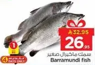 سمك ماكريل صغير