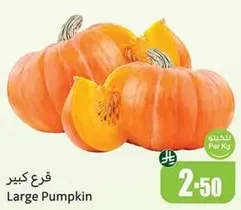 Large Pumpkin