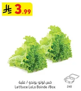 خس لولو بوند /علبه