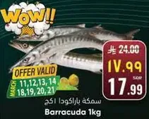 سمكه باراكودا 1 كجم