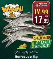 سمكه باراكودا 1كغ