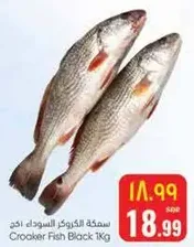 سمكه الكروكر السوداء 1 كجم