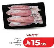 حبار كامل للكيلو