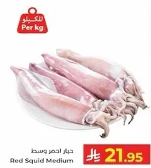 حبار احمر وسط