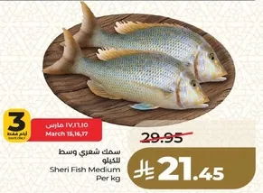 سمك شعري وسط للكيلو