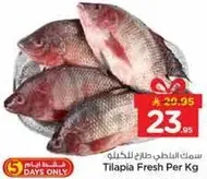 سمك البلطي طازج للكغ