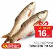 روهو كبير للخيلو