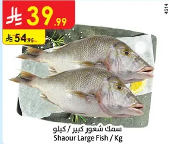 Shaour Large Fish / Kg