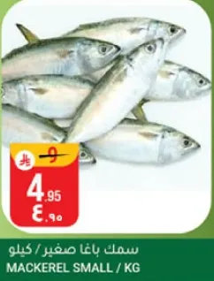Mackerel small