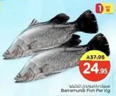 Barramundi Fish Per Kg