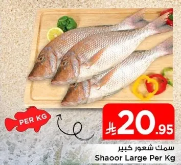 سمك شعور كبير