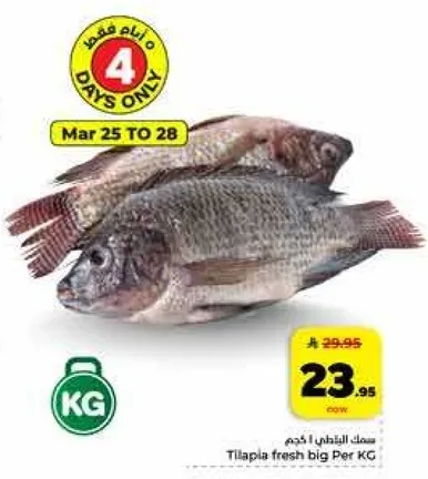 سمك الطحالب كبير لكل كجم