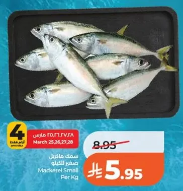 سمك ماكريل صغير لكل كيلو
