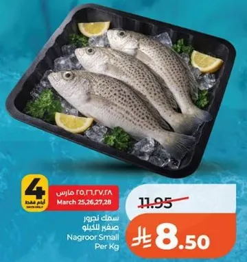 سمك نيجور صغير