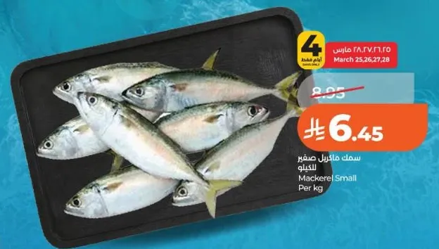 سمك ماكريل صغير