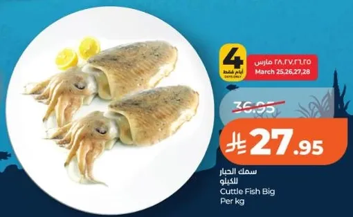 سمك الحبار الكبير