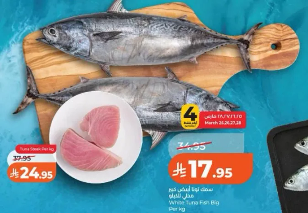 سمك تونه ابيض كبير