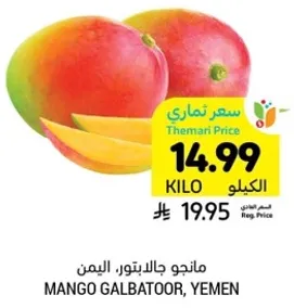 مانجو جالبتور، اليمن.