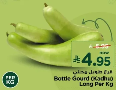 قرع طويل محلي