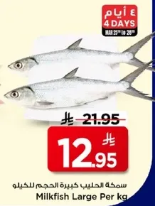 سمكه الحليب كبيره الحجم للكيلو