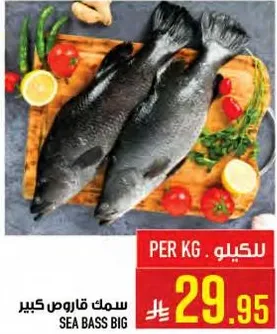 سمك قاروص كبير