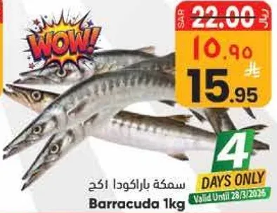 سمكه باراكودا 1 كجم