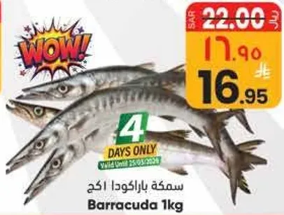 سمكه باراكودا 1 كجم