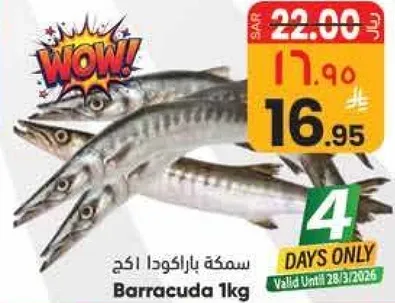 سمكه باراكودا 1كغ