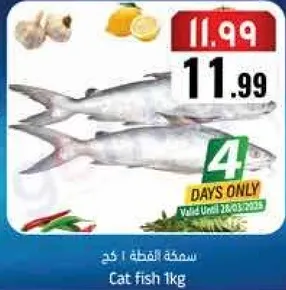 سمكه قطه 1 كغ