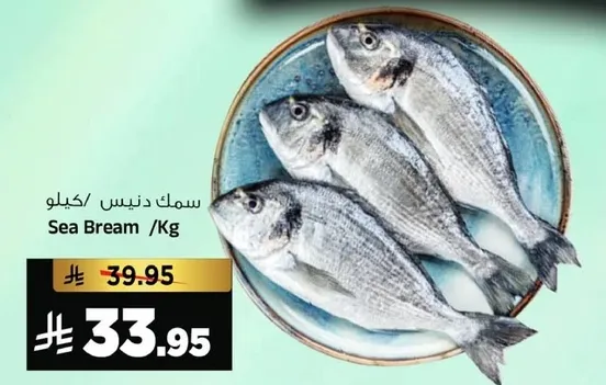 سمك دنيس /كيلو