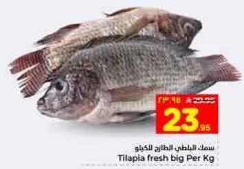 Fresh big Tilapia fish per kg.