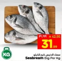 سمك الدنيس كبير الكيلو