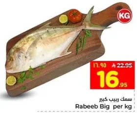 سمك ربيب كبير