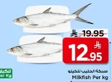سمكه الحليب للكيلو