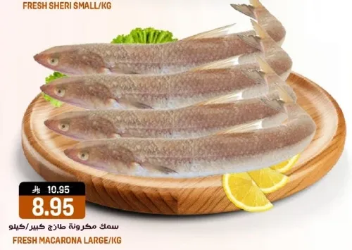 سمك مكرونه كبير