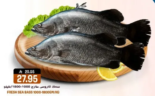 سمك قاروص طازج 1000-1800/كيلو