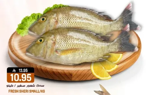 سمك شعور صغير كيلو