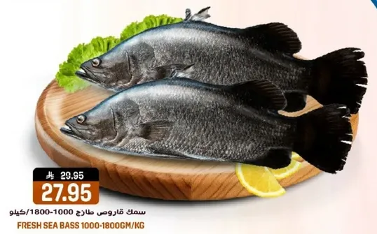 سمك قاروص طازج 1000-1800جم/كجم