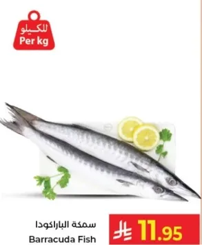 سمكه الباراكودا