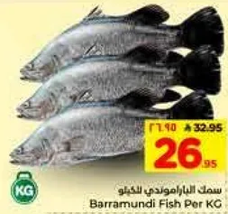 سمك الباراموندي بالكيلو