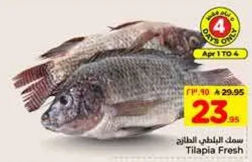 سمك التيلابي الطازج