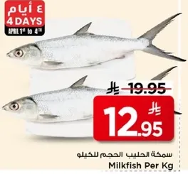 سمكه الحليب الحجم للكيلو