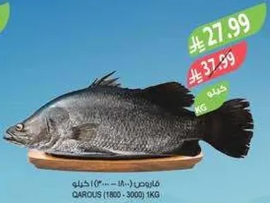 قاروص (1800-3000) 1كجم