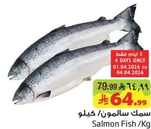 سمك سالمون /كيلو