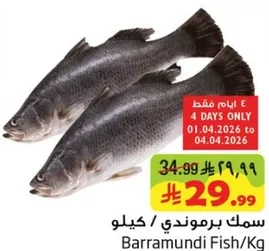 سمك برموني / كيلو