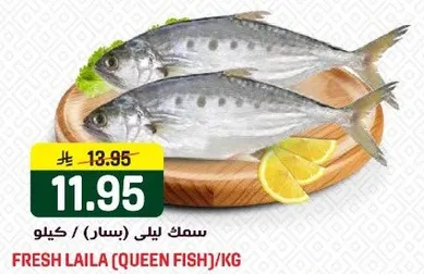 سمك ليلي (بشار) / كيلو.