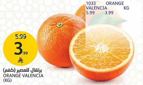 Valencia oranges, perfect for juicing.
