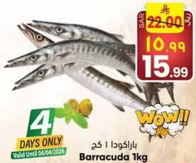 باراكودا 1 كجم