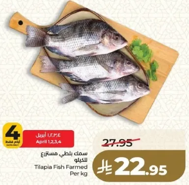 سمك بلطي مستزرع